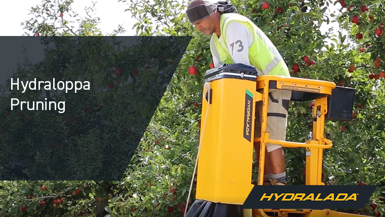 Hydraloppa Pruning